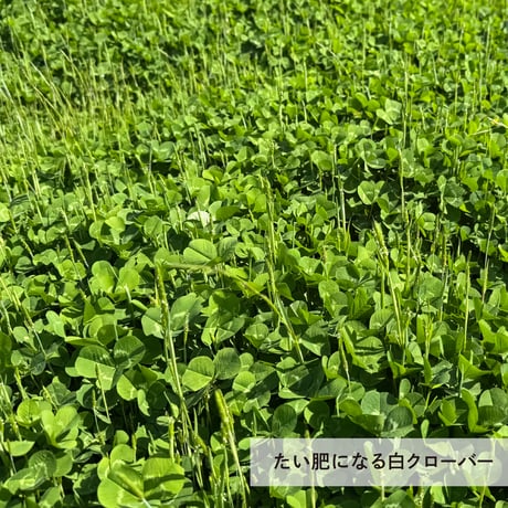【期間・数量限定】2026年産新米／農薬・化学肥料不使用「愛媛大学の安心米」（コシヒカリ）1袋5kg
