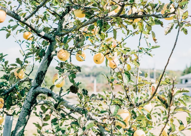 iPadAir2(ゴールド) りんご Apple iPad Air 2 Wi Fi 128GB Gold MH1J2LL/A - Best Buy