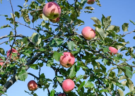 CATEGORY Apple | りんご | コトホグ屋