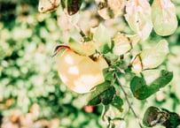 有機りんご シナノゴールド　2キロ箱