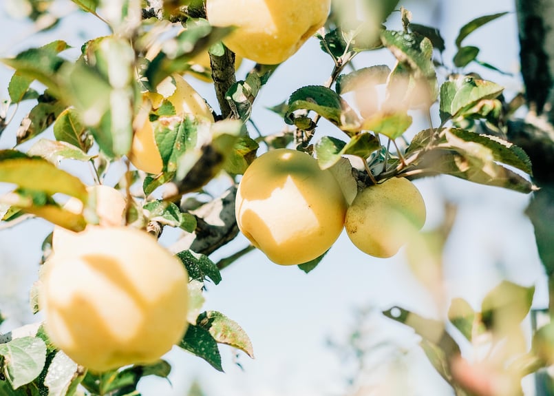 有機りんご シナノゴールド 2キロ箱 | コトホグ屋