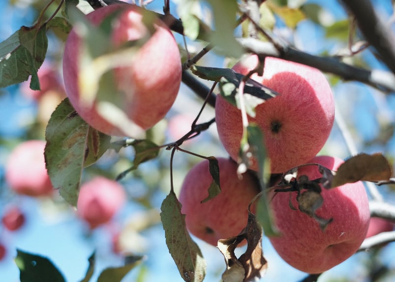 有機りんご ふじ 2キロ箱 | コトホグ屋