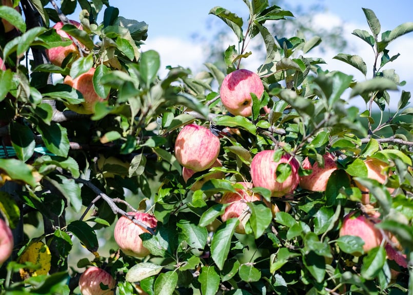 りんご wanisun market / 加工用りんご☆さんふじ6kgover‼︎