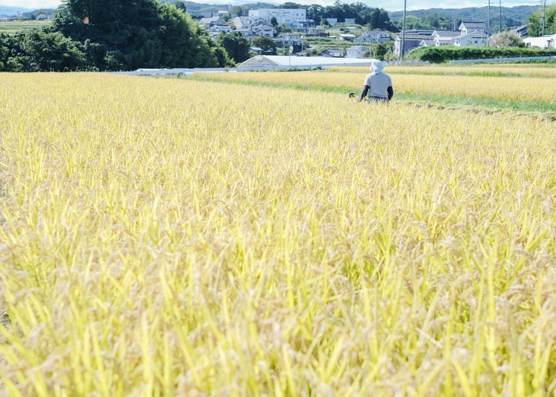 天日干し玄米 はたはったん 2 kg ※令和5年度米 | コトホグ屋