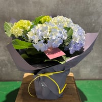 アジサイ　クレイジーテンシア
