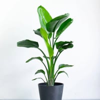お祝い観葉植物　M