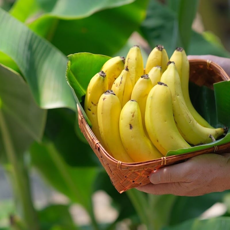 瀬戸内ばなな2本入り5pack （10本） | 幻の国産バナナ 瀬戸内ばななの