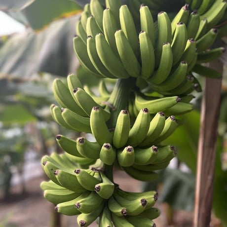 瀬戸内ばなな2本入り5pack （10本）