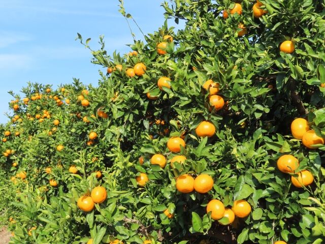 Yうう　なつみ10kg 産地直送】手で剥いて食べられる初夏の柑橘・愛媛県西宇和産なつみ
