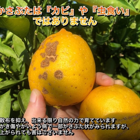 国産レモン1㎏