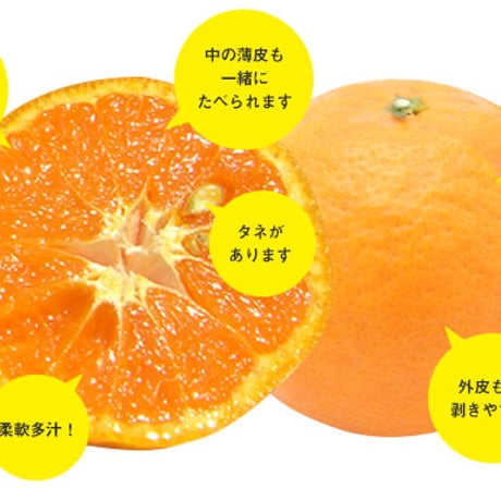 柑橘の女王！完熟春みかん「なつみ」3㎏