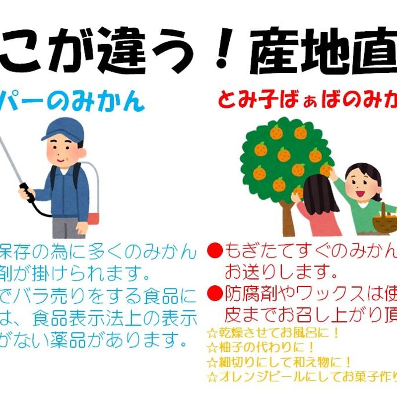 S～LMサイズ10kg】中生（なかて）有田みかん | 紀州伊藤園