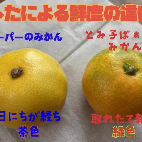 【S~Mサイズ３kg】中生（なかて）　有田みかん