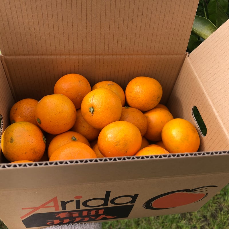 ノダ清美オレンジ　30kg 小粒サイズのきよみオレンジ3kg | 紀州伊藤園