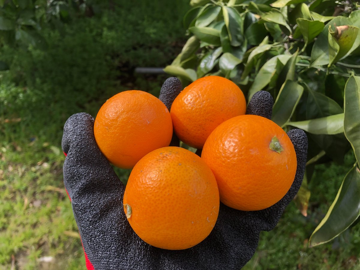 ノダ清美オレンジ　30kg 小粒サイズのきよみオレンジ3kg | 紀州伊藤園