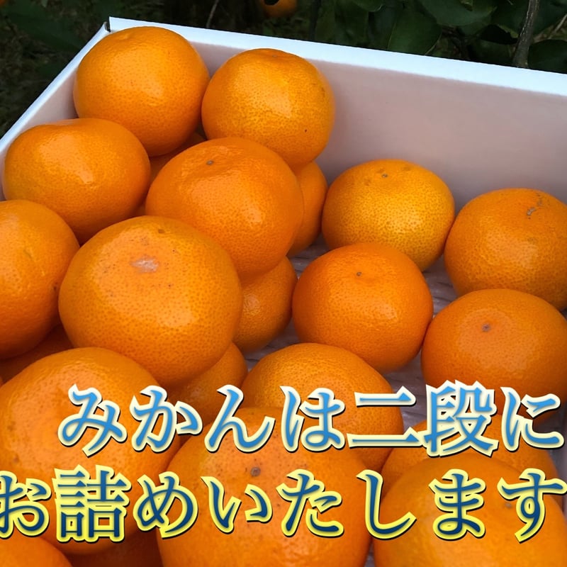 結束マシーン故障の為販売休止】Mｻｲｽﾞ5kg 有田みかん【熨斗付き