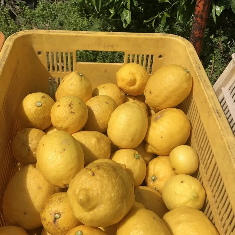 国産レモン1㎏ | 紀州伊藤園