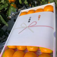 S～LMサイズ10kg】中生（なかて）有田みかん | 紀州伊藤園