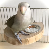 とりさんのまったりステージ