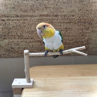 とりさん用　どこでもスタンド　ミニ　➀