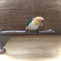 とりさん用　どこでもスタンド