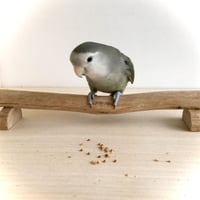 とりさん用　床でも止まり木