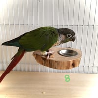 とりさんのまったりステージ ⑧