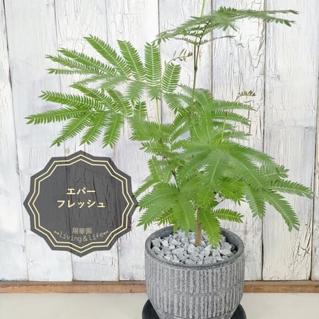 エバーフレッシュ　観葉植物