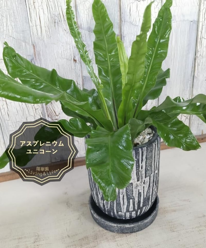 アスプレニウム ユニコーン 観葉植物 - 植物/観葉植物