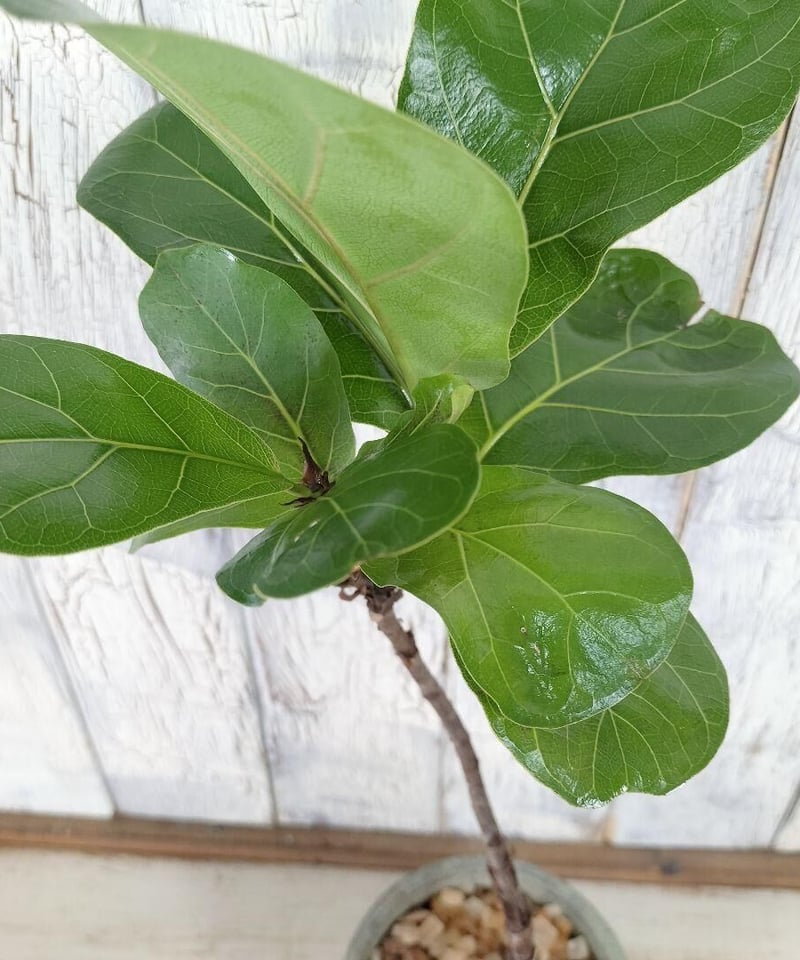 フィカス リラータ 曲げ 観葉植物 | 陽華園