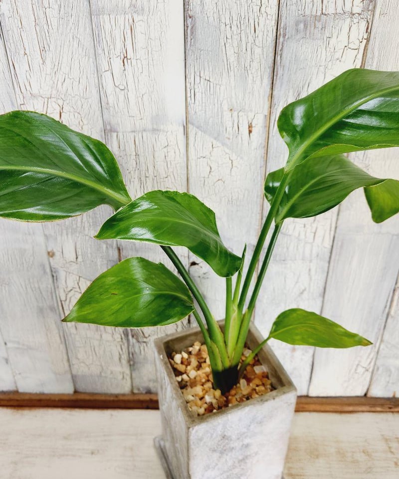 観葉植物 ストレリチア オーガスタ | 陽華園