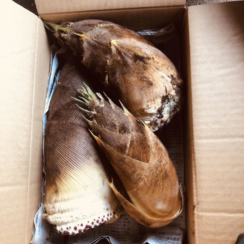 たけのこ3キロ Sarah Negishi 白子筍3キロ クール 楽天市場】たけのこ