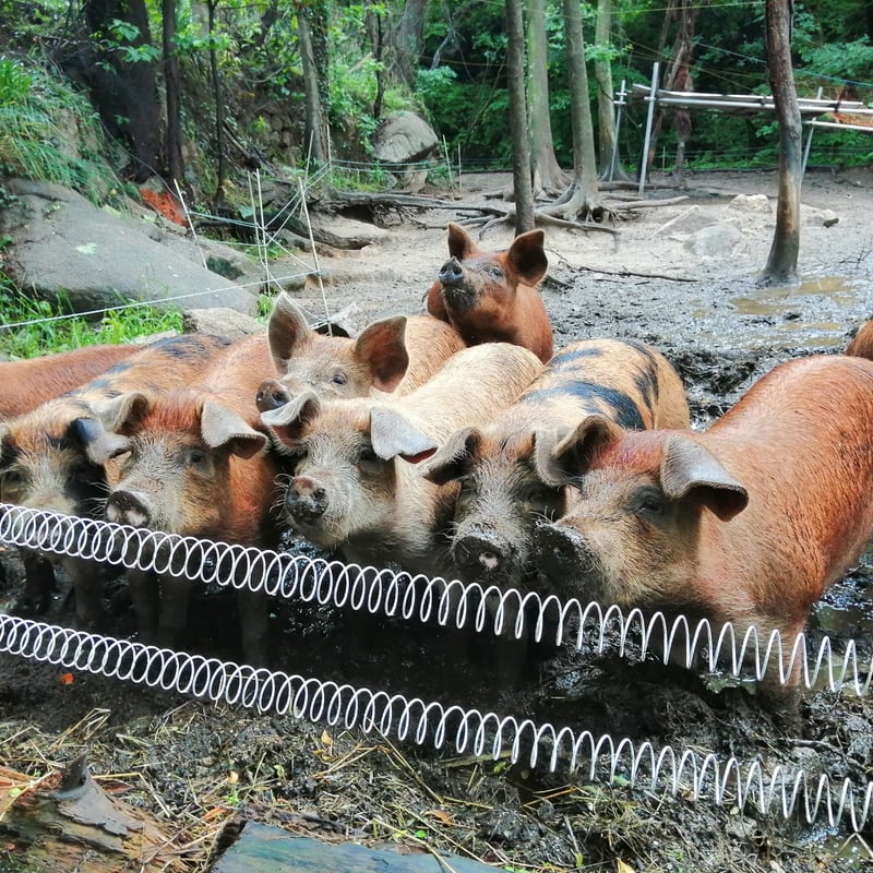 生ハムブロック19ヶ月熟成 小豆島放牧豚 383g | 小豆島発酵紅腿
