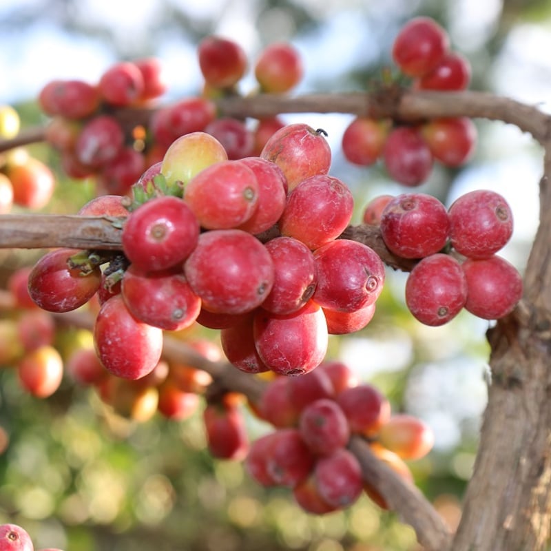 Kenya -Kianderi- Washed | 0123 COFFEE Kenya -Kianderi- Washed | 0123 COFFEE