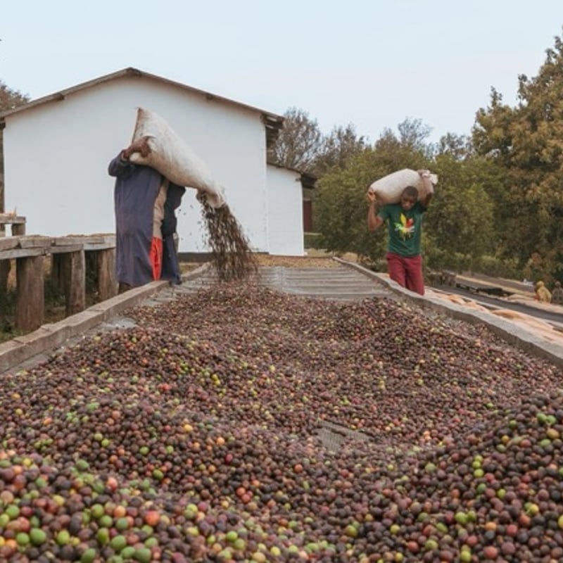 Tanzania Acacia Hills Pacamara AA | 0123 COFFEE