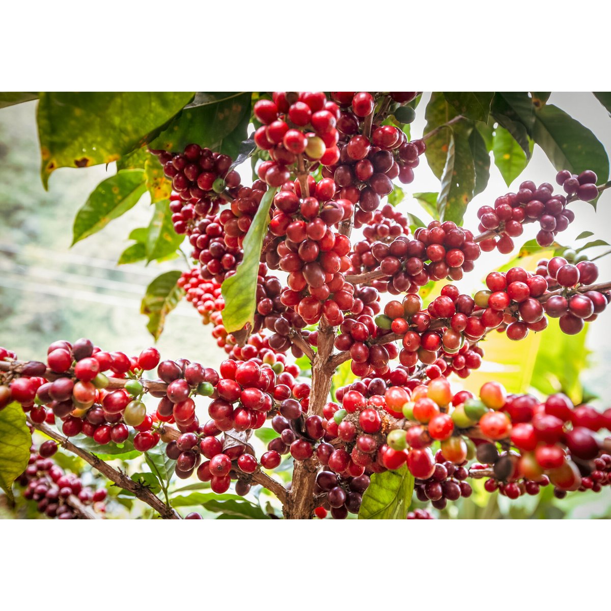 Colombia Gaitania Natural | 0123 COFFEE