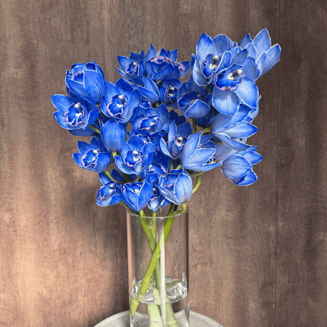 CATEGORY シンビジウム | あんみつ館