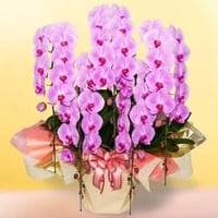 大輪こちょうらん　ピンク系　【5本立】