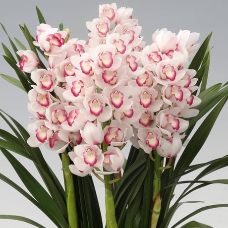 CATEGORY シンビジウム | あんみつ館