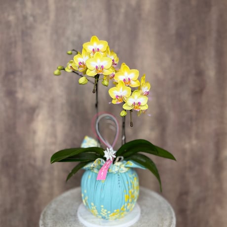 【夏仕様】華あかり　ミディこちょうらん（黄系）