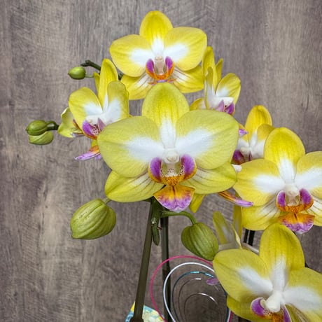 【夏仕様】華あかり　ミディこちょうらん（黄系）