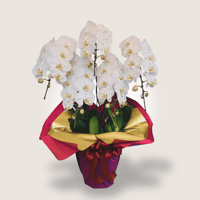 大輪こちょうらん　白　　【5本立】