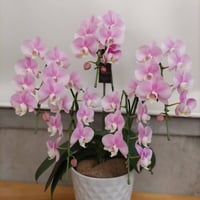 胡蝶蘭　ピンク系　5本立