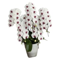 大輪こちょうらん　白×赤系　 【5本立】