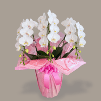 ミディ胡蝶蘭　白　【3本立】