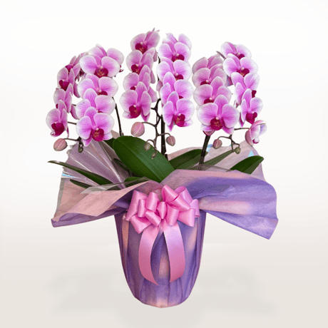 胡蝶蘭　キューピット　3本立