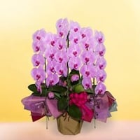 大輪こちょうらん　ピンク系　【3本立】