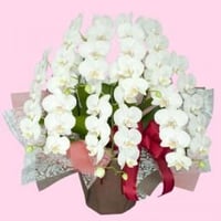 胡蝶蘭　中輪　白系　【5本立】