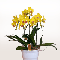 胡蝶蘭　ナオミゴールド　黄系