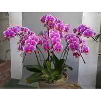 胡蝶蘭　中輪　5本立　 濃ピンク系